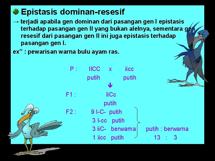 Epistasis dominan-resesif → terjadi apabila gen dominan dari pasangan gen I epistasis terhadap pasangan