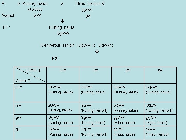 P : ♀ Kuning, halus x Hijau, keriput ♂ GGWW ggww Gamet GW gw