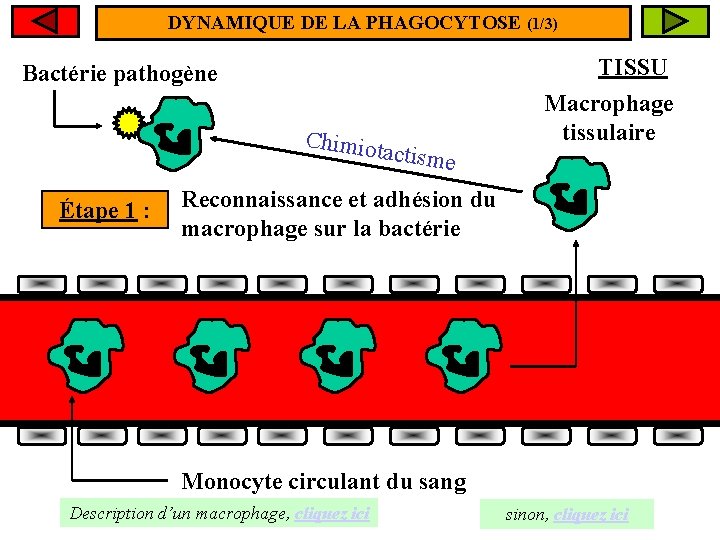 DYNAMIQUE DE LA PHAGOCYTOSE (1/3) TISSU Bactérie pathogène CC hihmiotac imiotatcitsme isme Étape 1