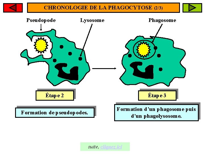 CHRONOLOGIE DE LA PHAGOCYTOSE (2/3) Pseudopode Lysosome Phagosome Étape 2 Étape 3 Formation de