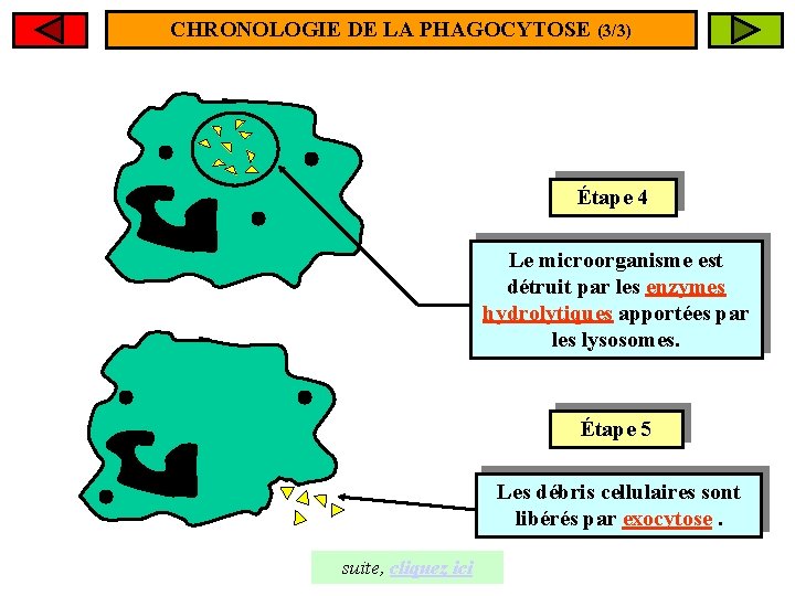 CHRONOLOGIE DE LA PHAGOCYTOSE (3/3) Étape 4 Le microorganisme est détruit par les enzymes