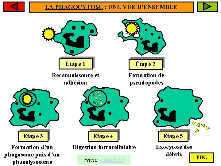 LA PHAGOCYTOSE : UNE VUE D’ENSEMBLE Étape 1 Étape 2 Reconnaissance et adhésion Formation