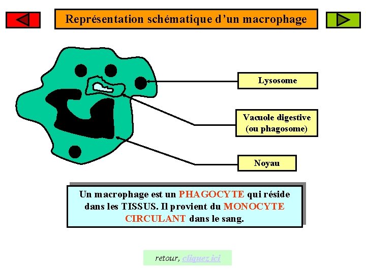 Représentation schématique d’un macrophage Lysosome Vacuole digestive (ou phagosome) Noyau Un macrophage est un