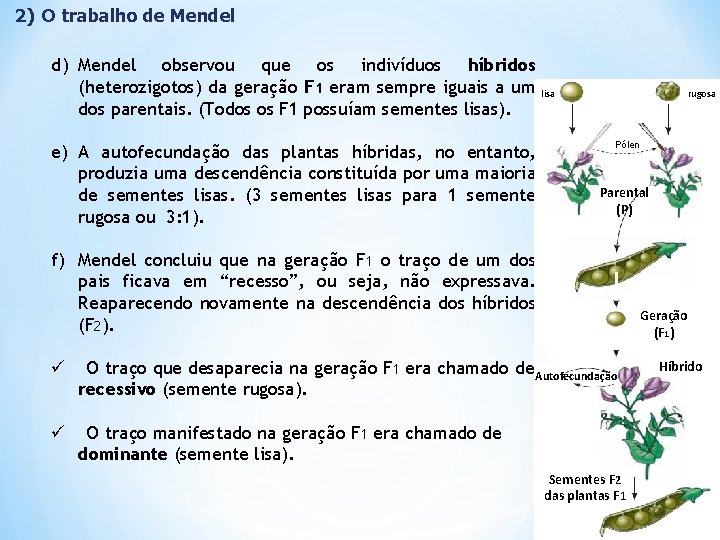 2) O trabalho de Mendel d) Mendel observou que os indivíduos híbridos (heterozigotos) da