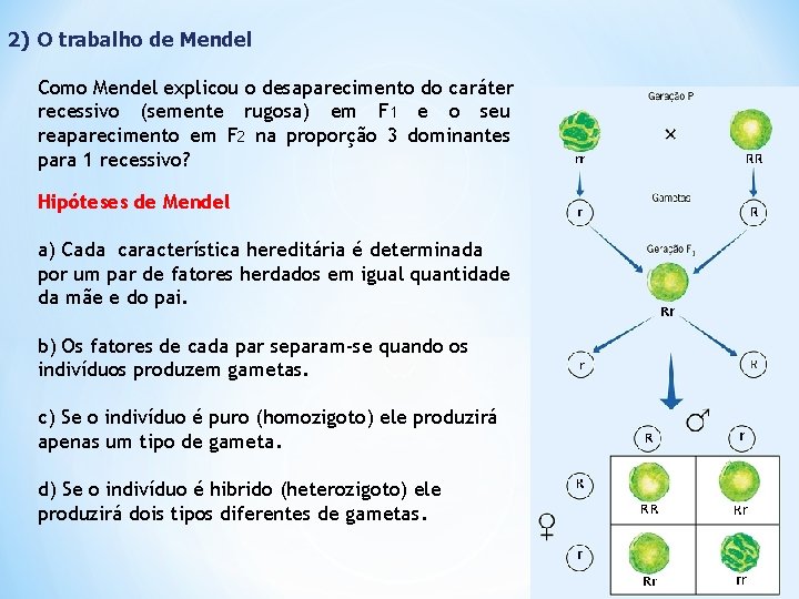 2) O trabalho de Mendel Como Mendel explicou o desaparecimento do caráter recessivo (semente