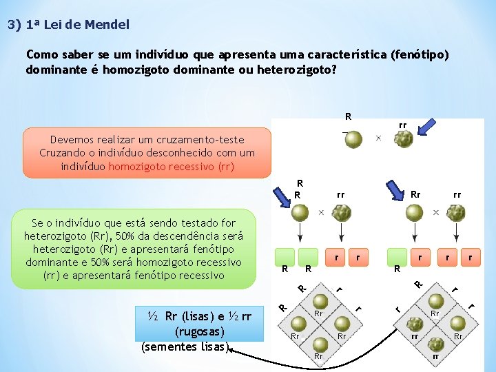 3) 1ª Lei de Mendel Como saber se um indivíduo que apresenta uma característica