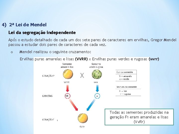 4) 2ª Lei de Mendel Lei da segregação independente Após o estudo detalhado de