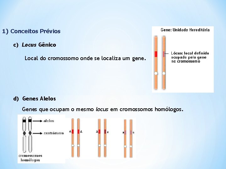 1) Conceitos Prévios c) Locus Gênico Local do cromossomo onde se localiza um gene.