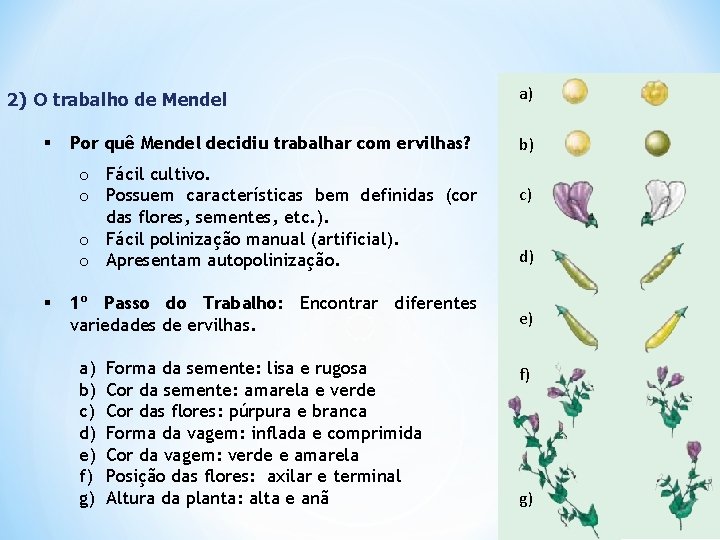 2) O trabalho de Mendel § Por quê Mendel decidiu trabalhar com ervilhas? o