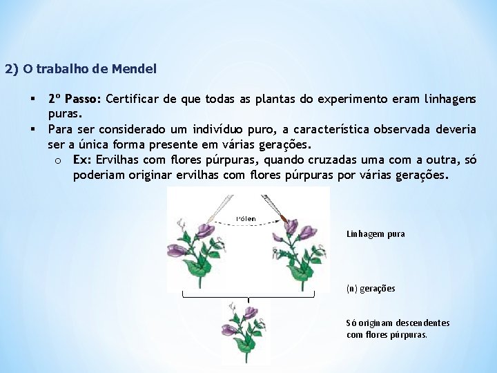 2) O trabalho de Mendel § § 2º Passo: Certificar de que todas as