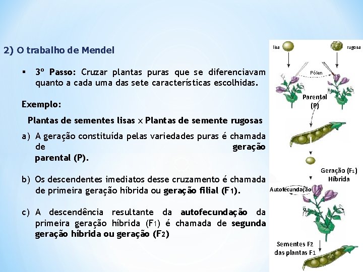 2) O trabalho de Mendel § 3º Passo: Cruzar plantas puras que se diferenciavam