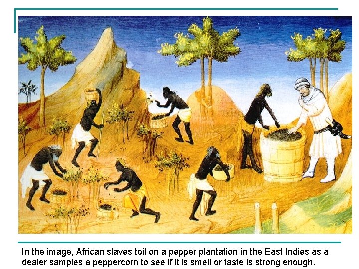 In the image, African slaves toil on a pepper plantation in the East Indies