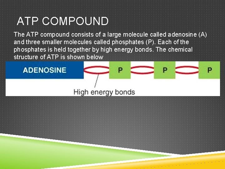ATP COMPOUND The ATP compound consists of a large molecule called adenosine (A) and