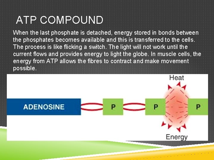 ATP COMPOUND When the last phosphate is detached, energy stored in bonds between the