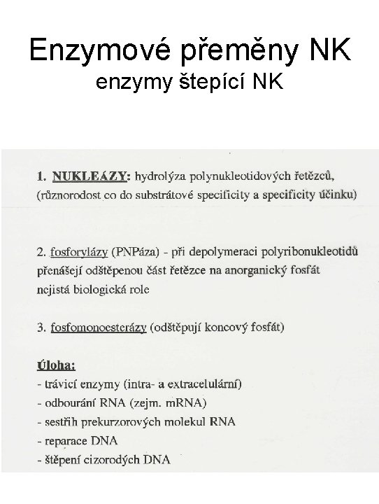 Enzymové přeměny NK enzymy štepící NK 