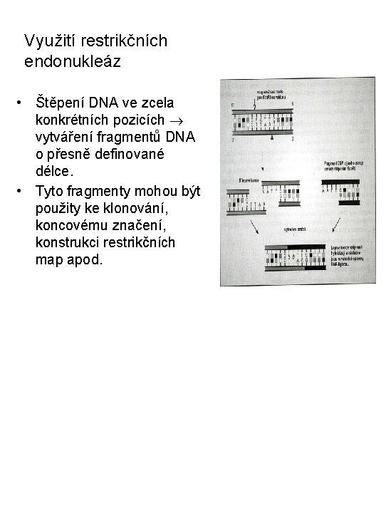 Využití restrikčních endonukleáz • Štěpení DNA ve zcela konkrétních pozicích vytváření fragmentů DNA o