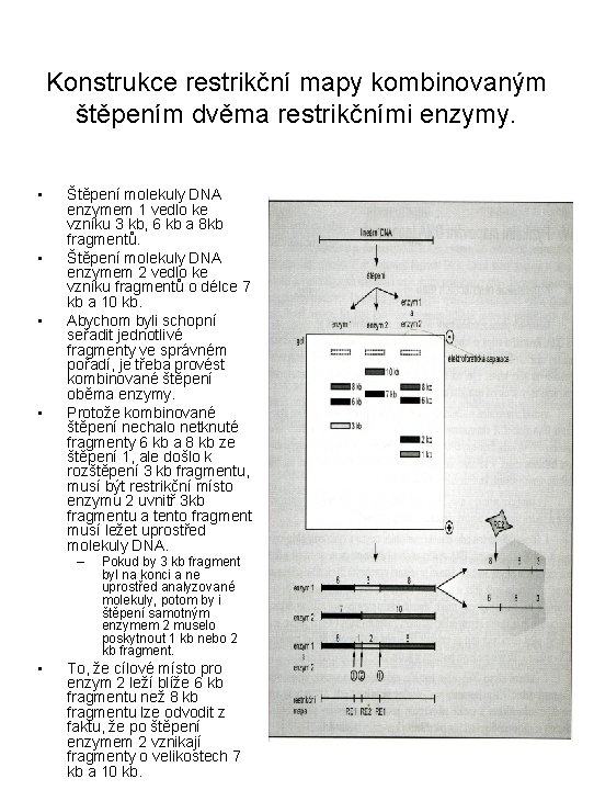 Konstrukce restrikční mapy kombinovaným štěpením dvěma restrikčními enzymy. • • Štěpení molekuly DNA enzymem