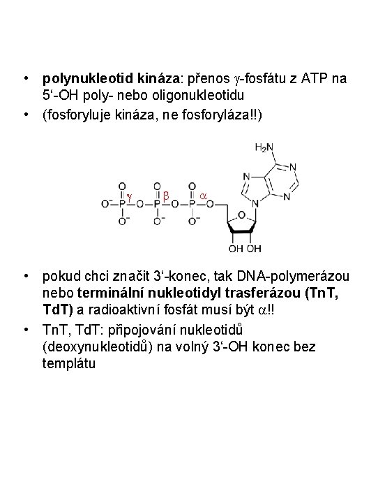  • polynukleotid kináza: přenos g-fosfátu z ATP na 5‘-OH poly- nebo oligonukleotidu •