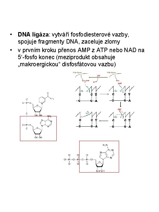  • DNA ligáza: vytváří fosfodiesterové vazby, spojuje fragmenty DNA, zaceluje zlomy • v