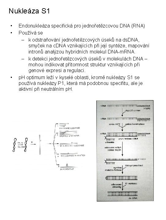 Nukleáza S 1 • • • Endonukleáza specifická pro jednořetězcovou DNA (RNA) Používá se