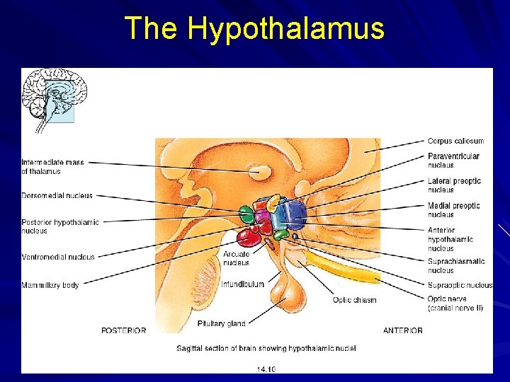 The Hypothalamus 