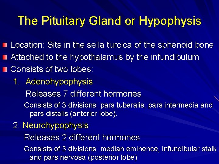The Pituitary Gland or Hypophysis Location: Sits in the sella turcica of the sphenoid