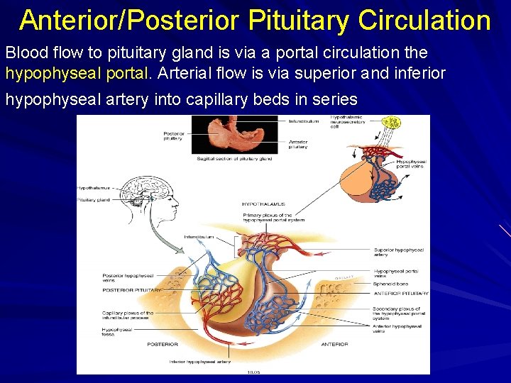 Anterior/Posterior Pituitary Circulation Blood flow to pituitary gland is via a portal circulation the