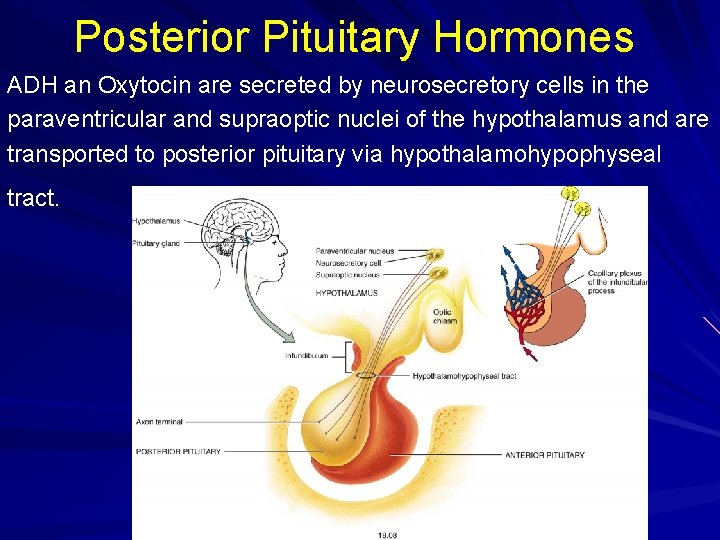 Posterior Pituitary Hormones ADH an Oxytocin are secreted by neurosecretory cells in the paraventricular