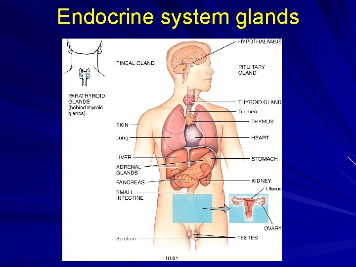 Endocrine system glands 