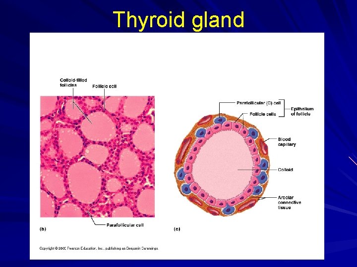 Thyroid gland 