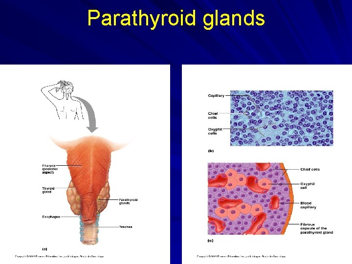 Parathyroid glands 