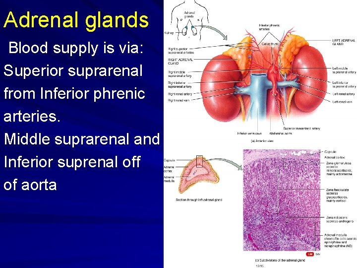 Adrenal glands Blood supply is via: Superior suprarenal from Inferior phrenic arteries. Middle suprarenal