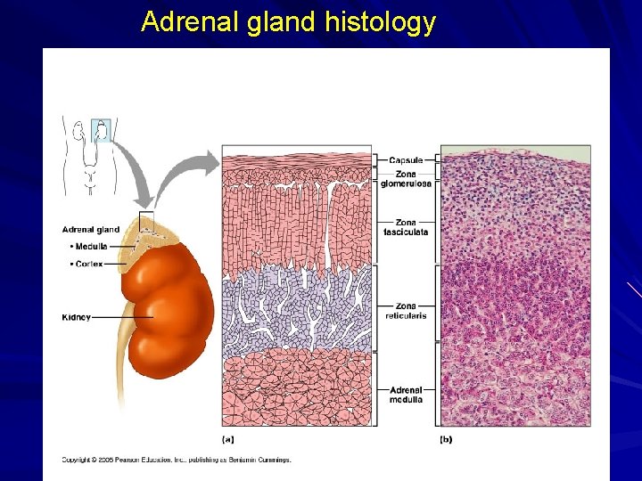 Adrenal gland histology 