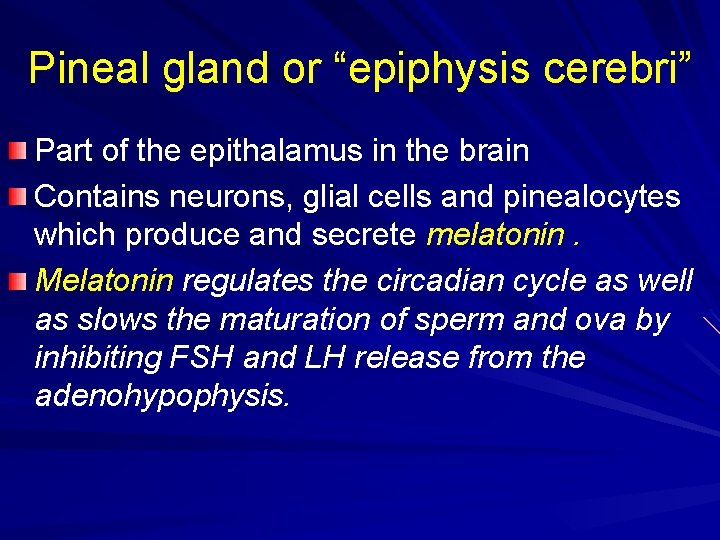 Pineal gland or “epiphysis cerebri” Part of the epithalamus in the brain Contains neurons,