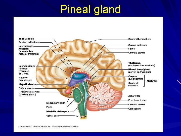 Pineal gland 