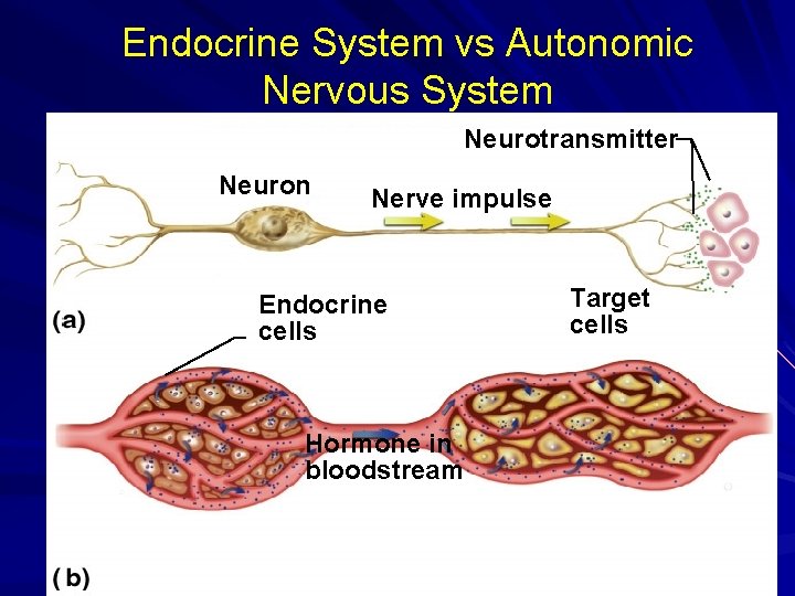 Endocrine System vs Autonomic Nervous System Neurotransmitter Neuron Nerve impulse Endocrine cells Hormone in