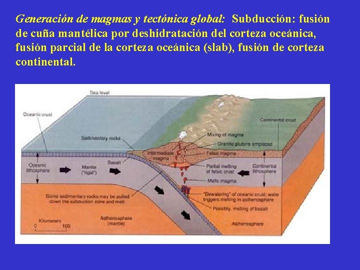 Generación de magmas y tectónica global: Subducción: fusión de cuña mantélica por deshidratación del