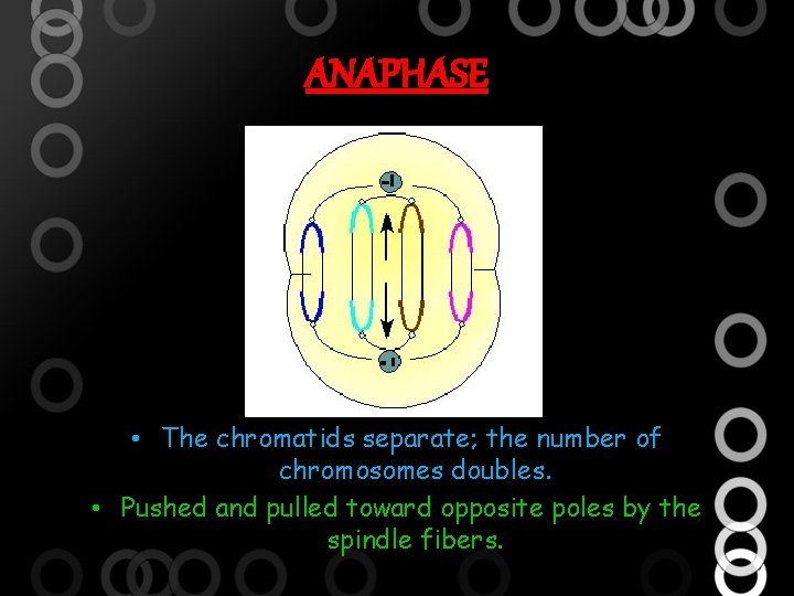 MITOSIS and MEIOSIS Prepared by HERNAEZ HERSHEY ANNE