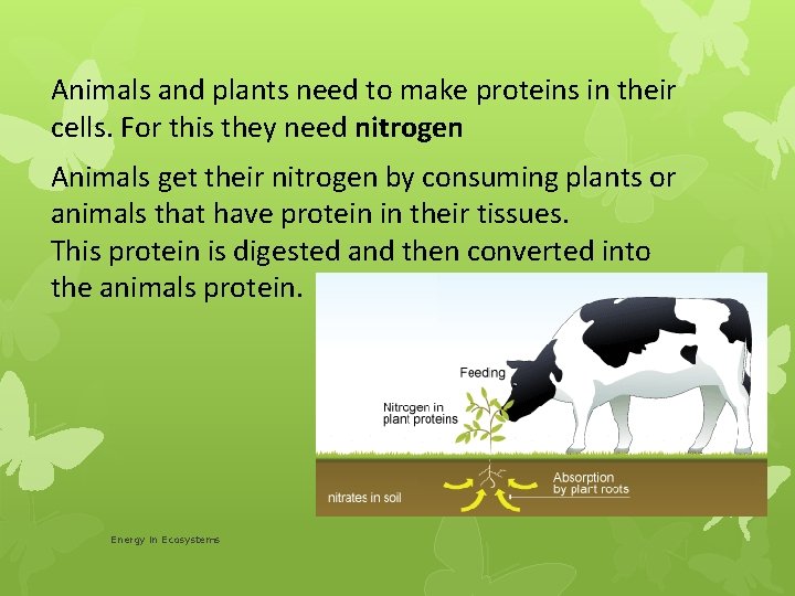 Animals and plants need to make proteins in their cells. For this they need