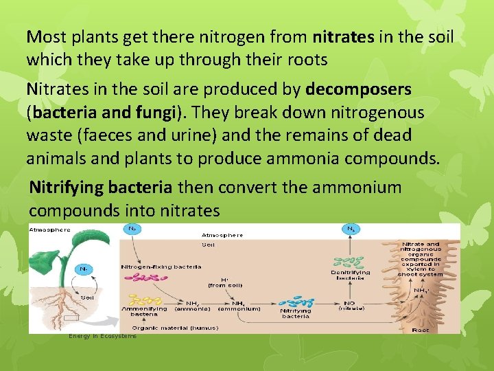 Most plants get there nitrogen from nitrates in the soil which they take up