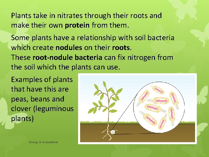 Plants take in nitrates through their roots and make their own protein from them.
