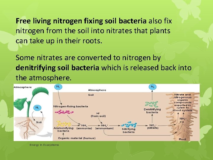 Free living nitrogen fixing soil bacteria also fix nitrogen from the soil into nitrates