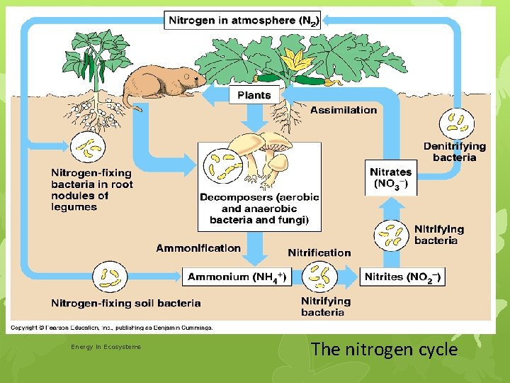 Energy in Ecosystems The nitrogen cycle 