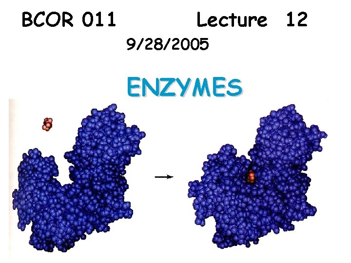 BCOR 011 Lecture 12 9/28/2005 ENZYMES 