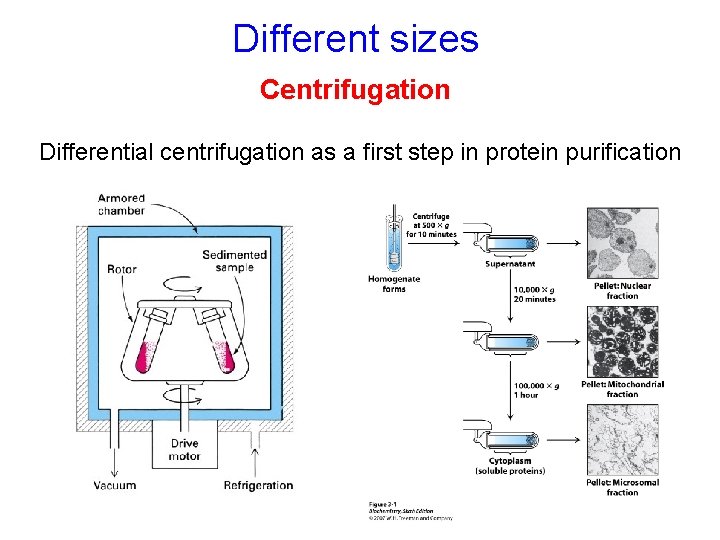 Different sizes Centrifugation Differential centrifugation as a first step in protein purification 