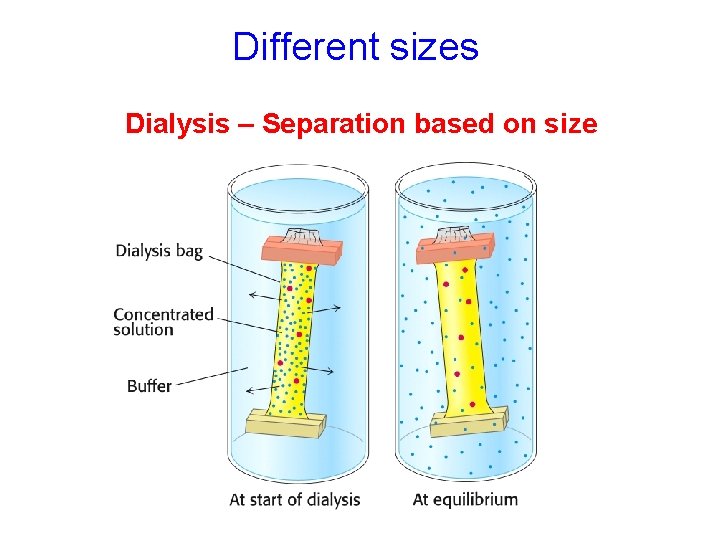 Different sizes Dialysis – Separation based on size 