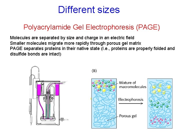 Different sizes Polyacrylamide Gel Electrophoresis (PAGE) Molecules are separated by size and charge in