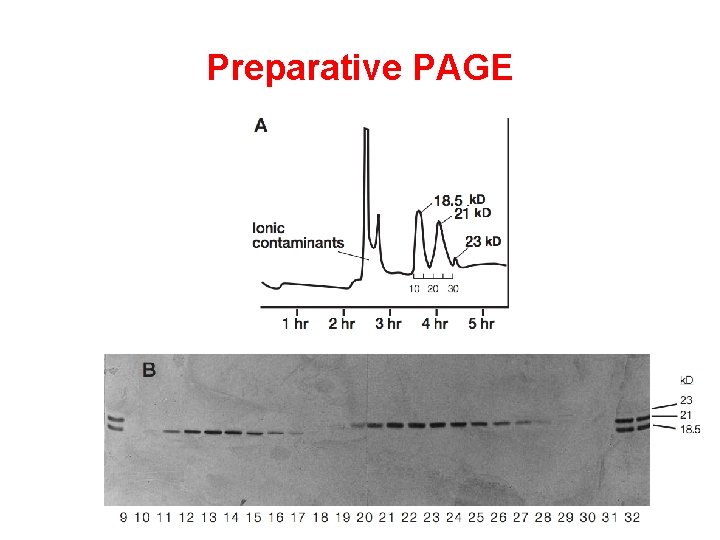 Preparative PAGE 