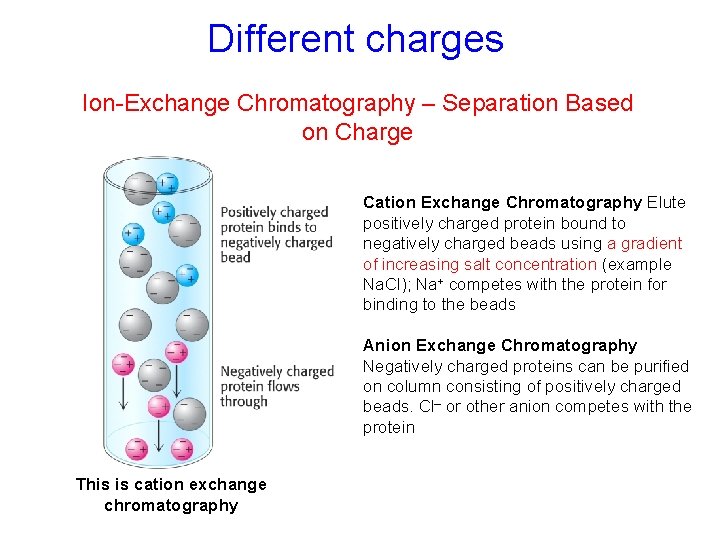 Different charges Ion-Exchange Chromatography – Separation Based on Charge Cation Exchange Chromatography Elute positively