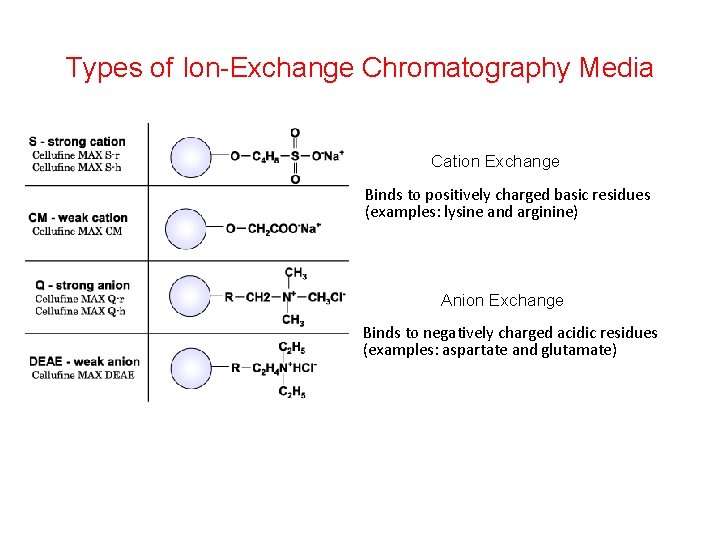 Types of Ion-Exchange Chromatography Media Cation Exchange Binds to positively charged basic residues (examples: